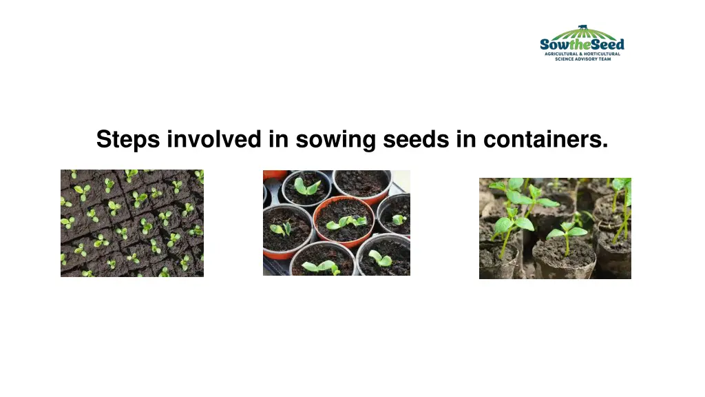 steps involved in sowing seeds in containers