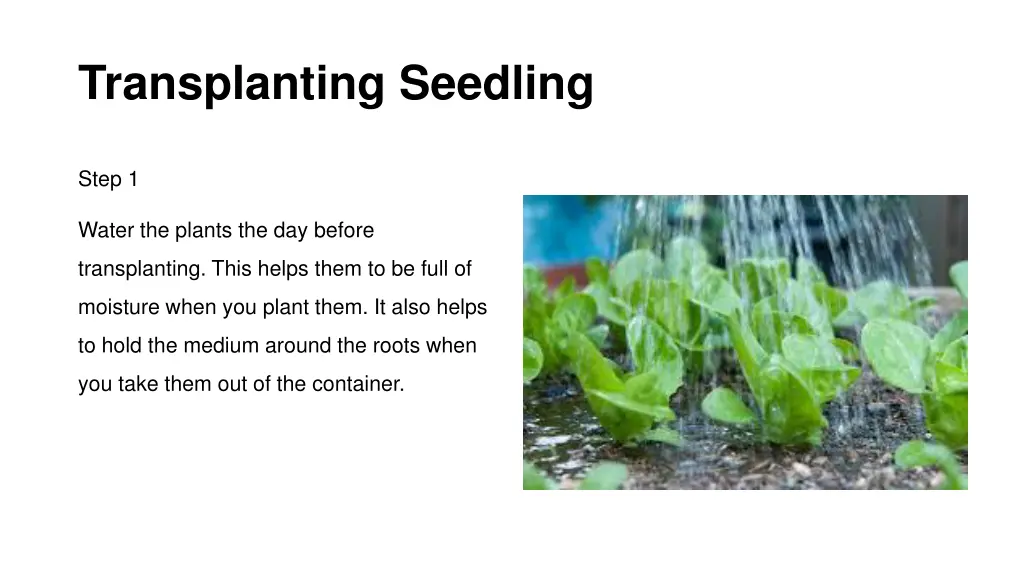 transplanting seedling
