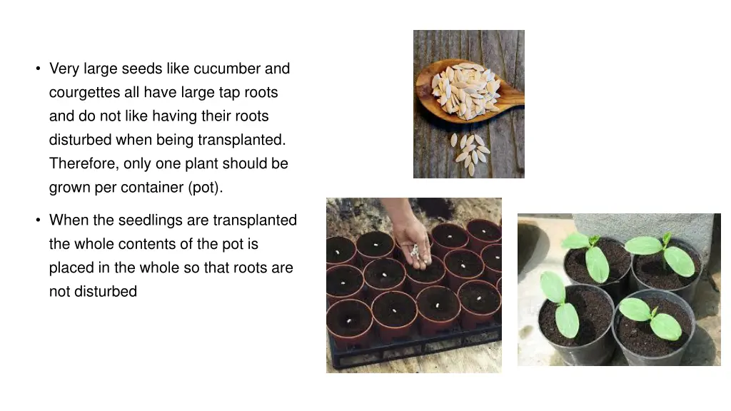 very large seeds like cucumber and courgettes