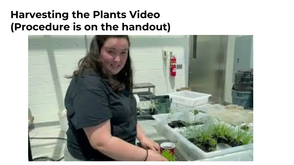 harvesting the plants video procedure