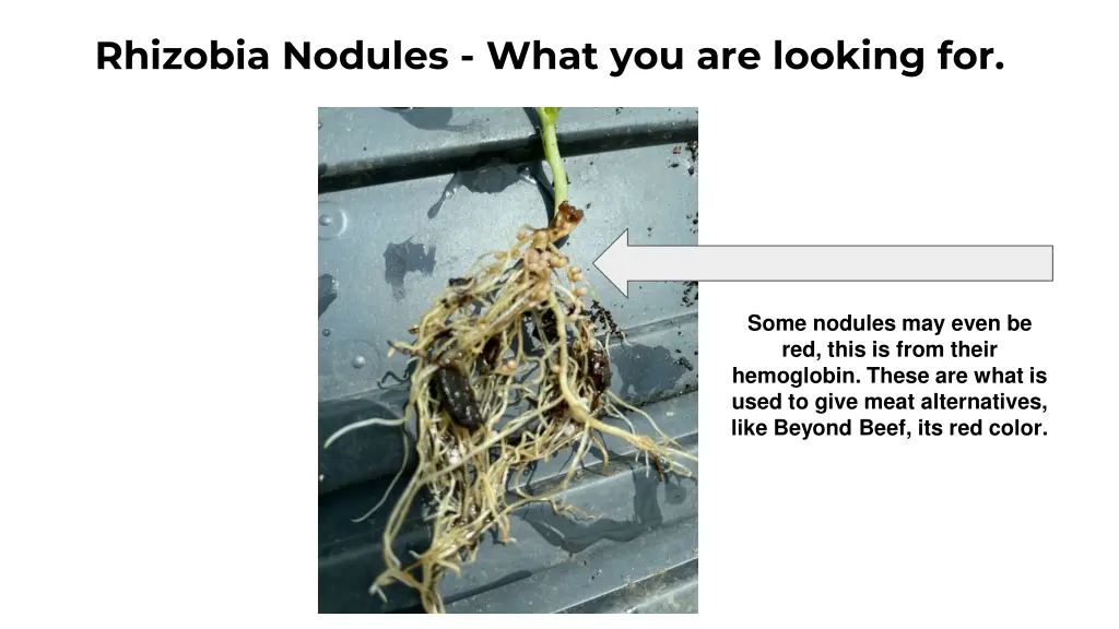 rhizobia nodules what you are looking for