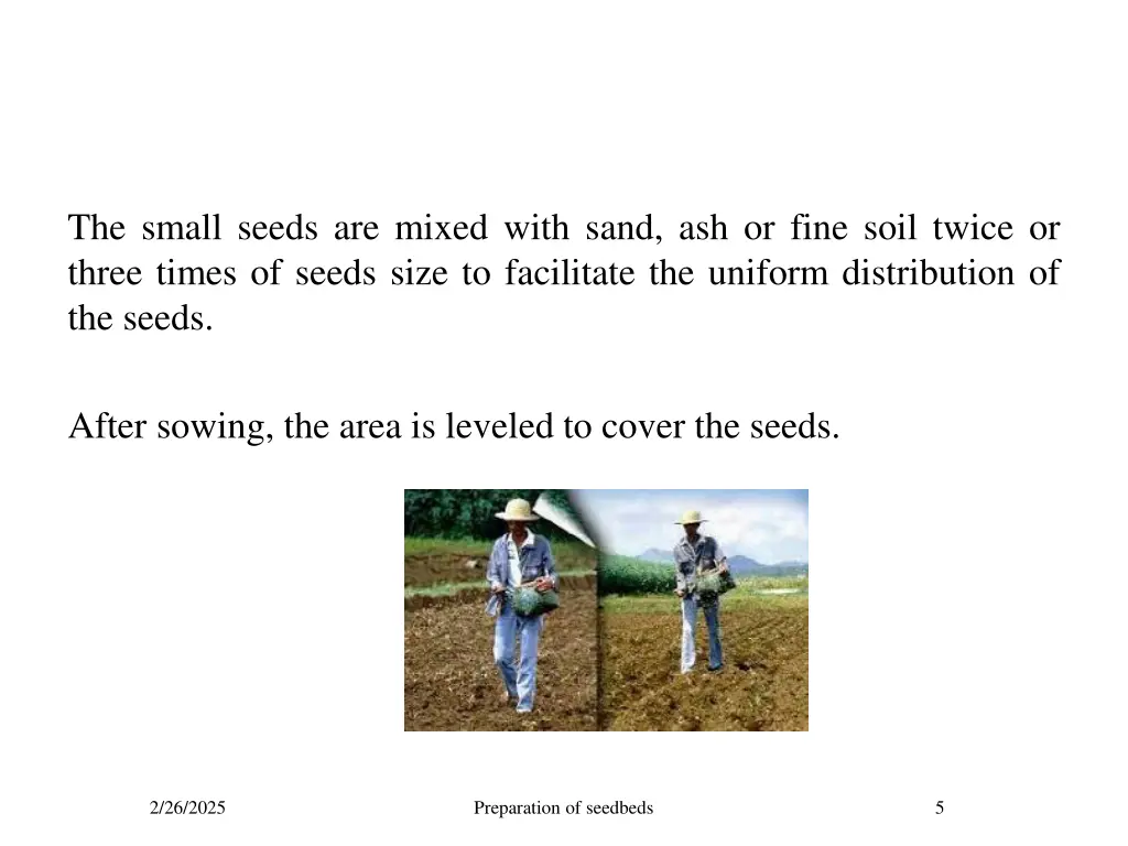 the small seeds are mixed with sand ash or fine