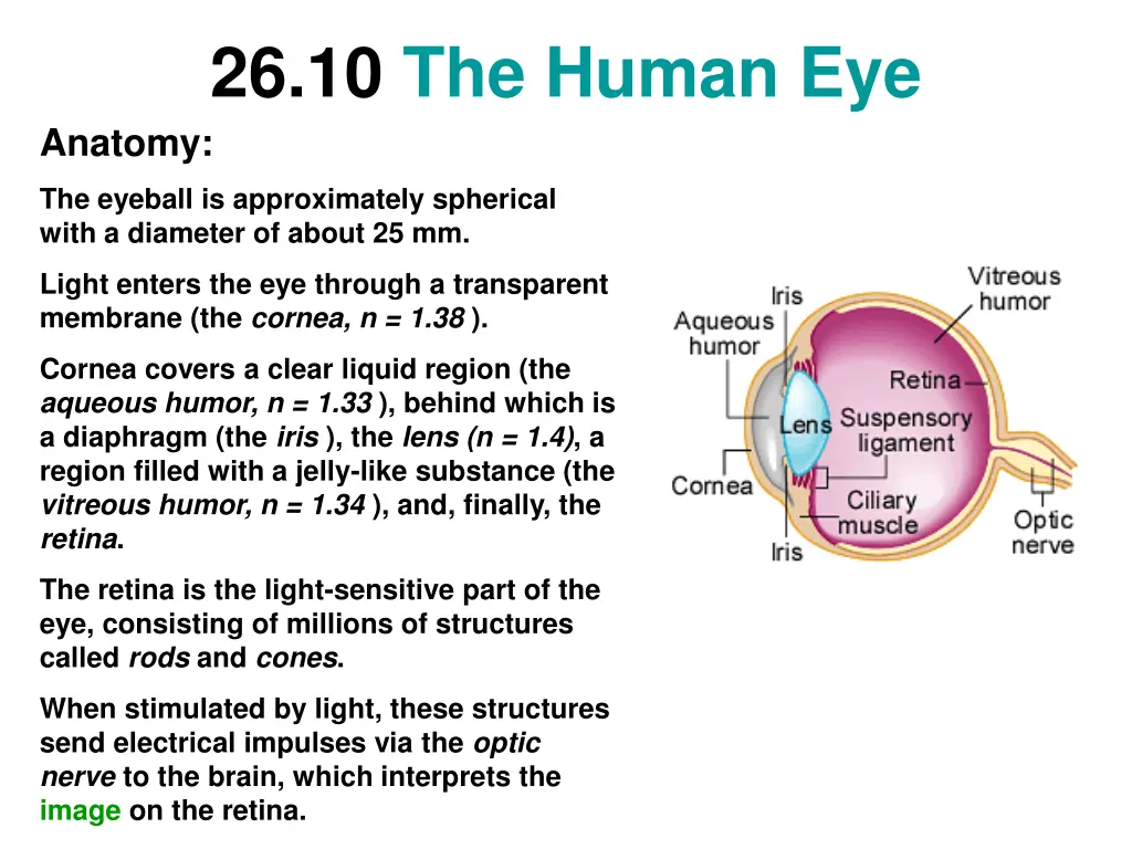 26 10 the human eye anatomy