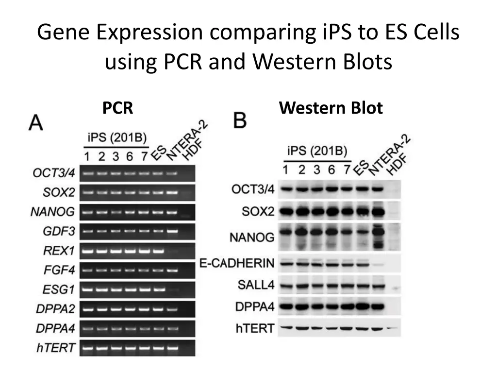 gene expression comparing ips to es cells using