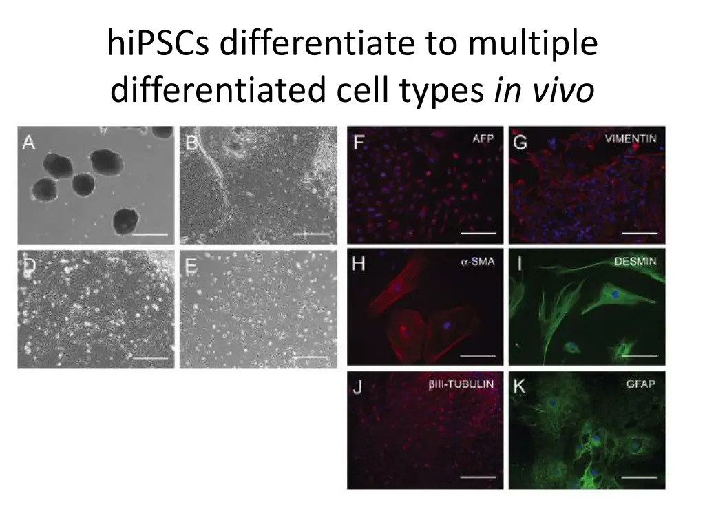 hipscs differentiate to multiple differentiated