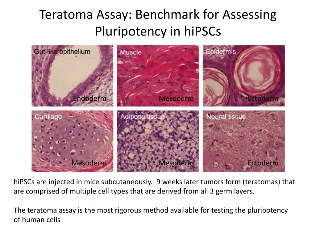 teratoma assay benchmark for assessing
