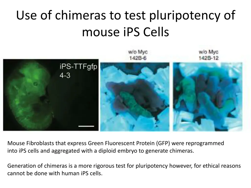 use of chimeras to test pluripotency of mouse