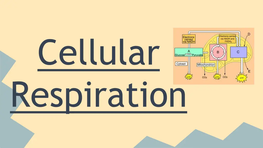 cellular respiration 1