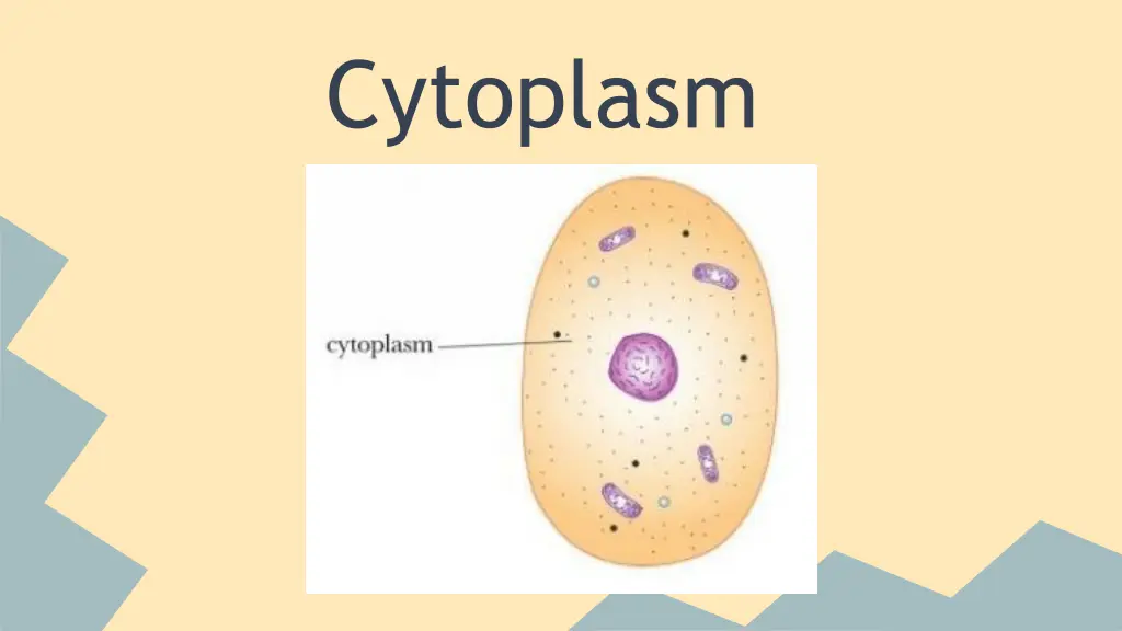cytoplasm