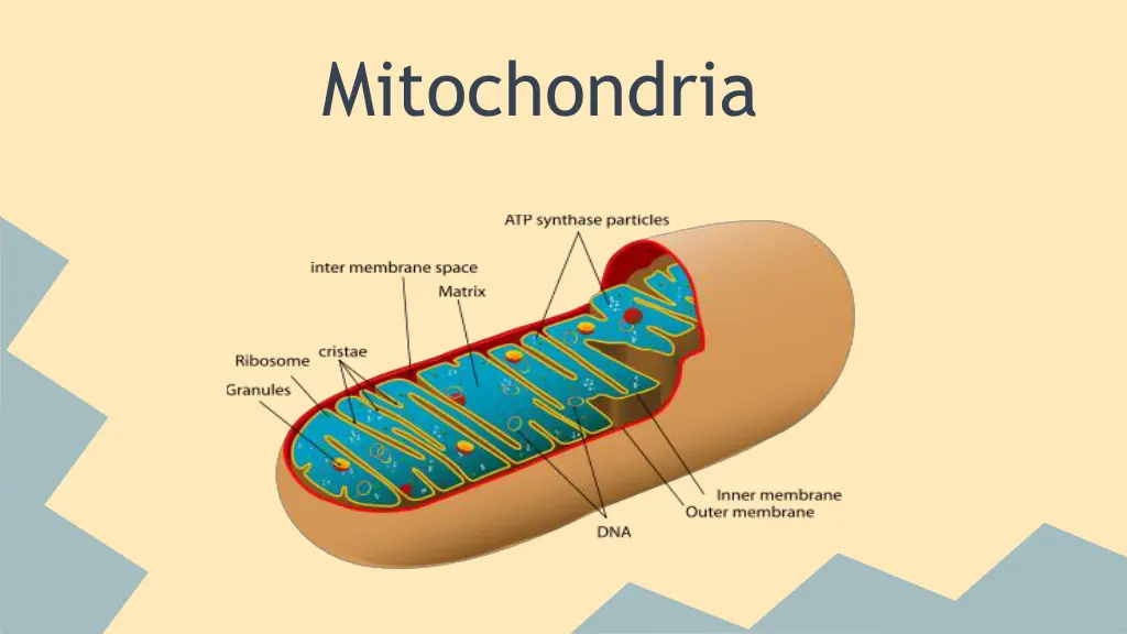 mitochondria