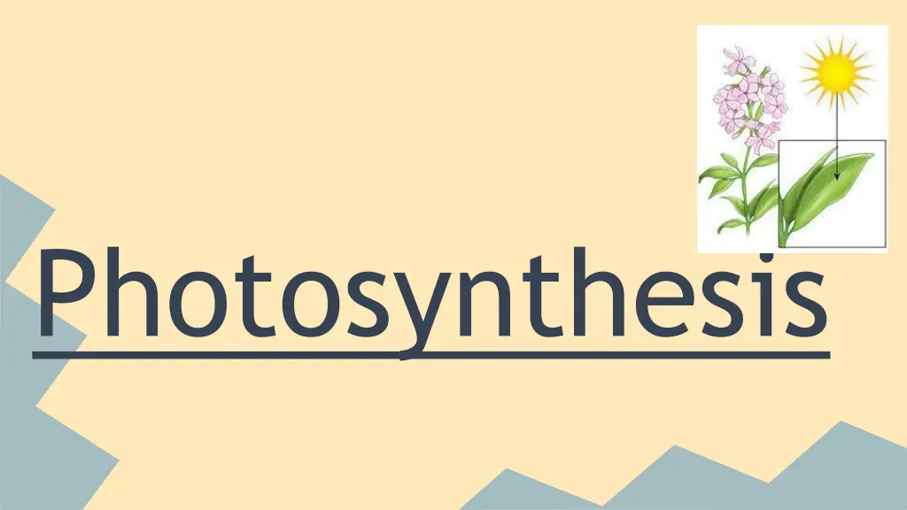 photosynthesis