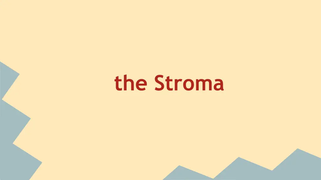 the stroma