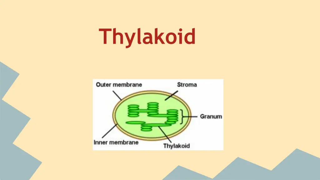 thylakoid
