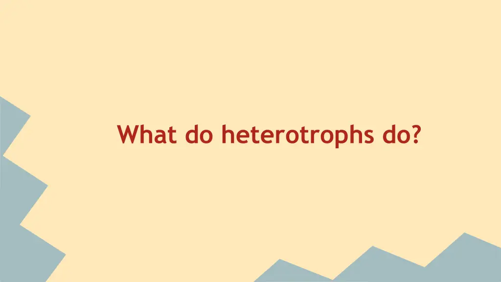 what do heterotrophs do