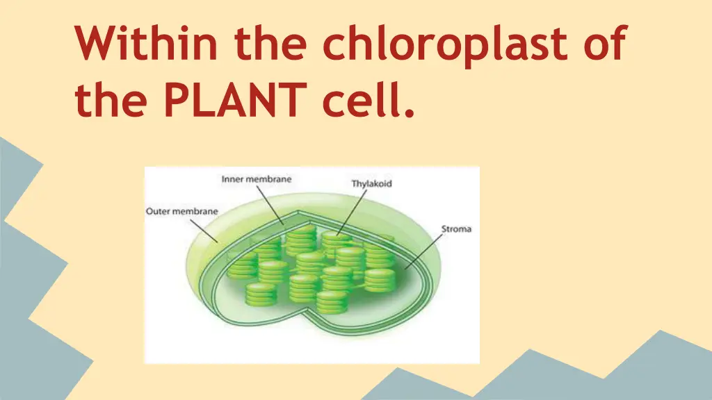 within the chloroplast of the plant cell