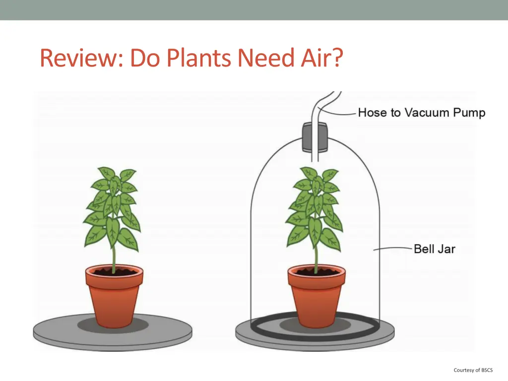review do plants need air