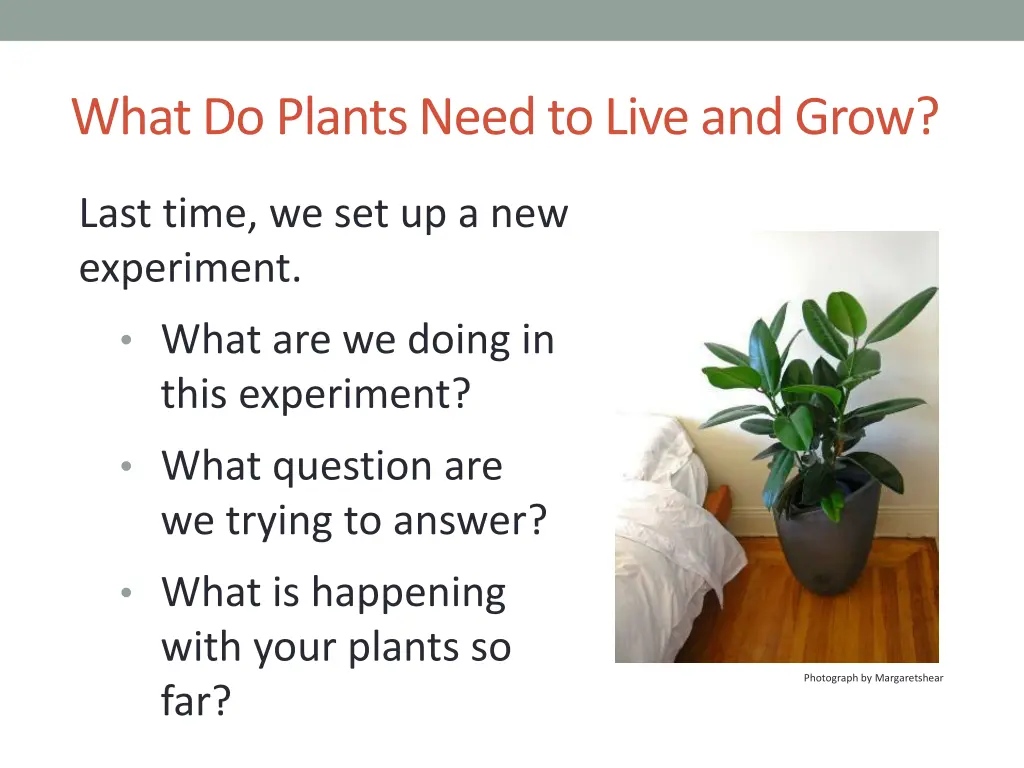what do plants need to live and grow