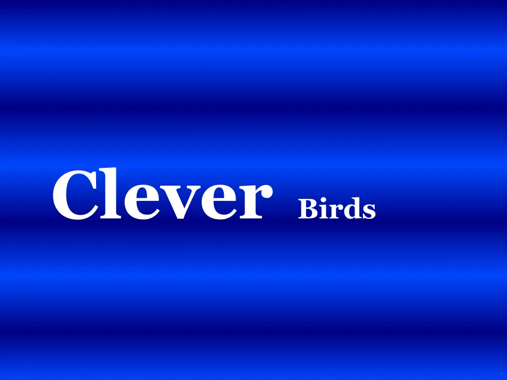 clever birds