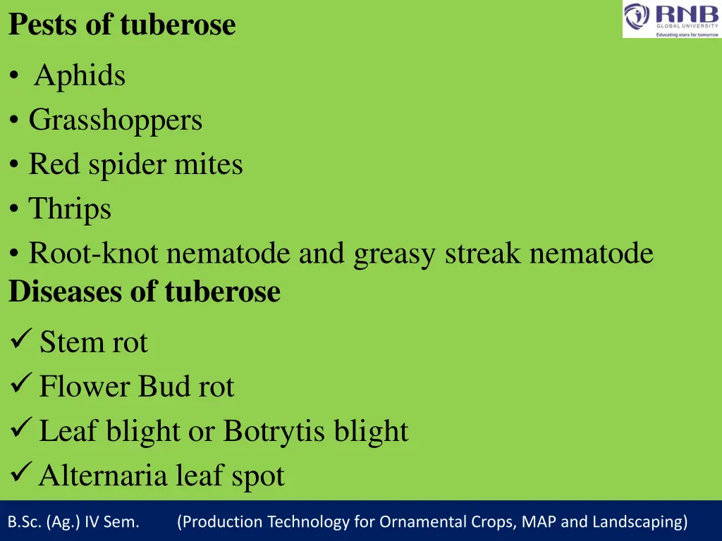 pests of tuberose aphids grasshoppers red spider