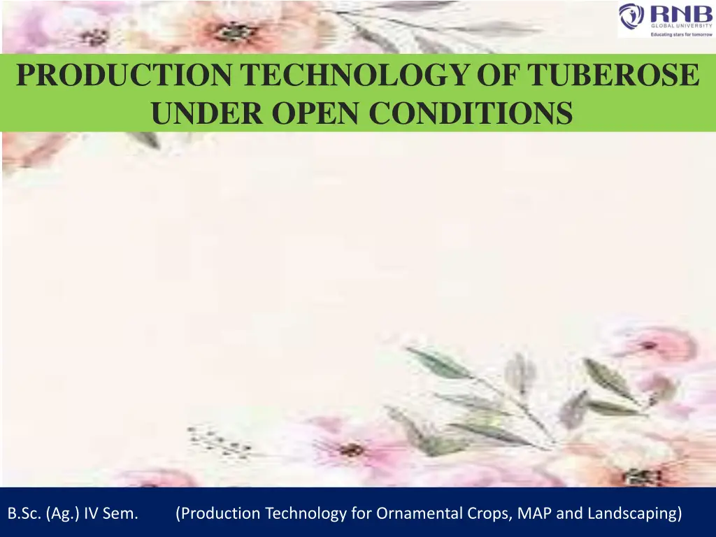 production technology of tuberose under open