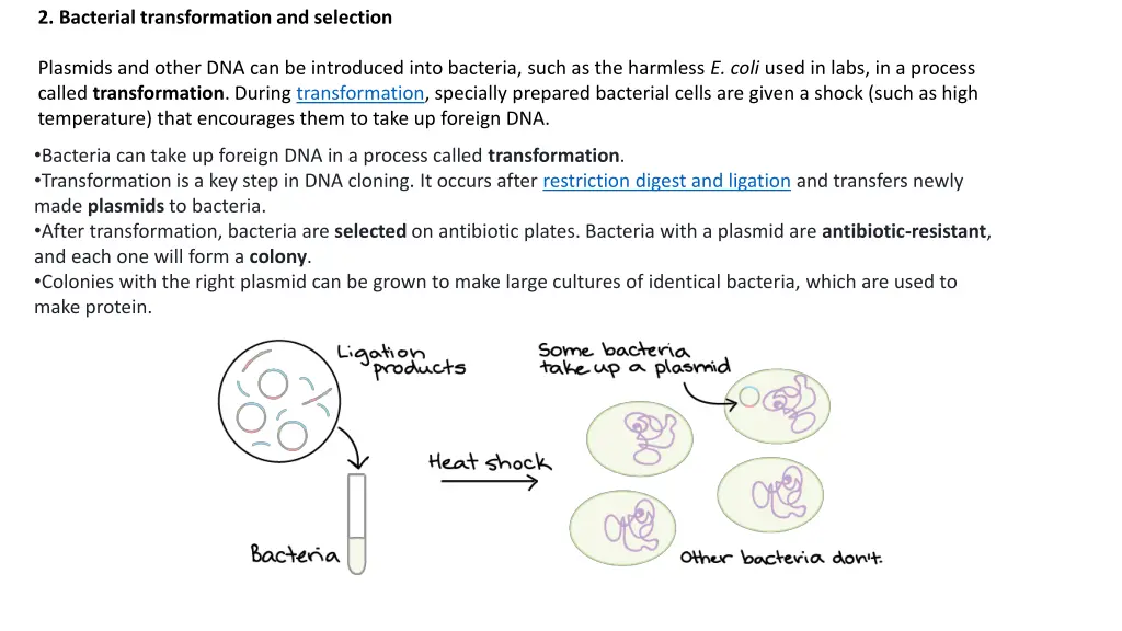 2 bacterial transformation and selection