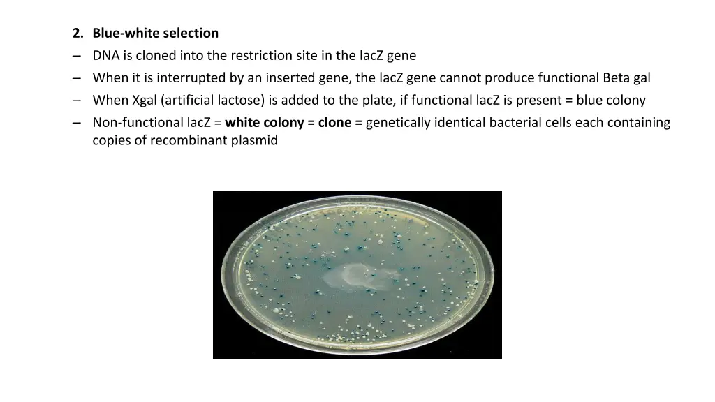 2 blue white selection dna is cloned into
