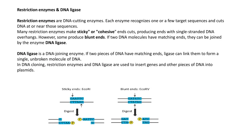 restriction enzymes dna ligase
