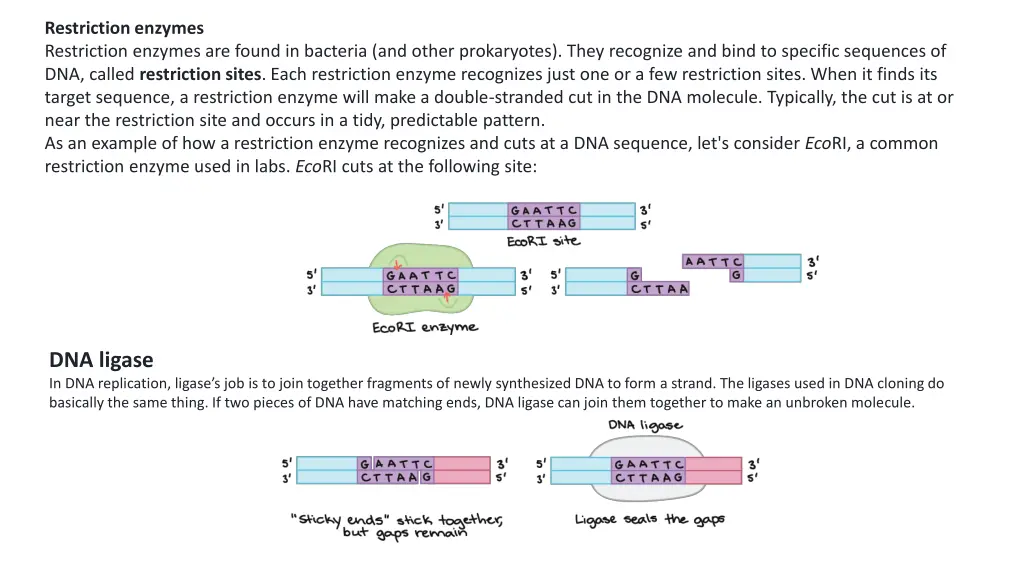restriction enzymes restriction enzymes are found