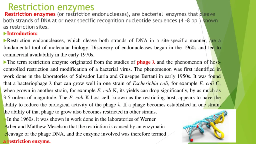 restriction enzymes restriction enzymes