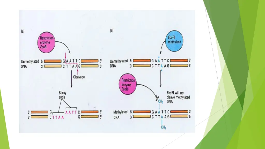 slide8