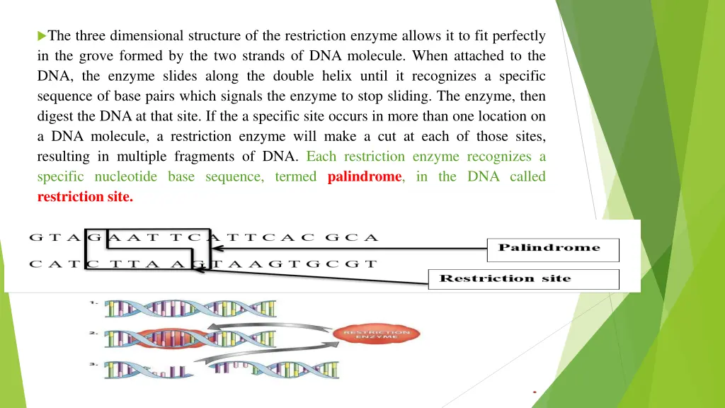 the three dimensional structure