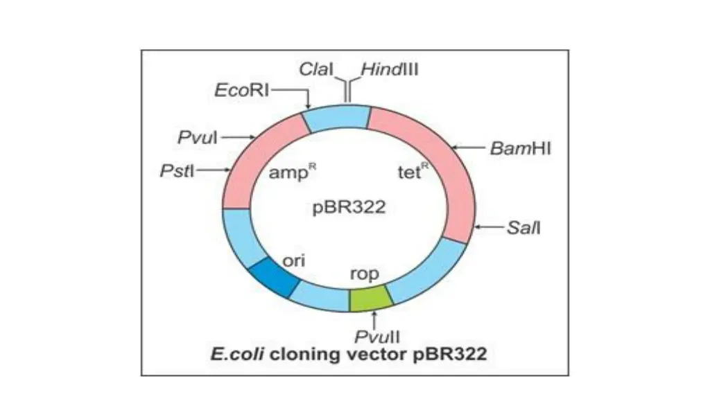 slide21