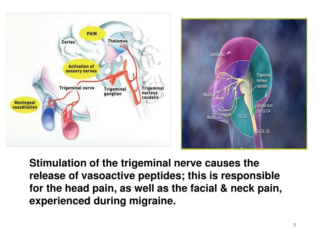 stimulation of the trigeminal nerve causes