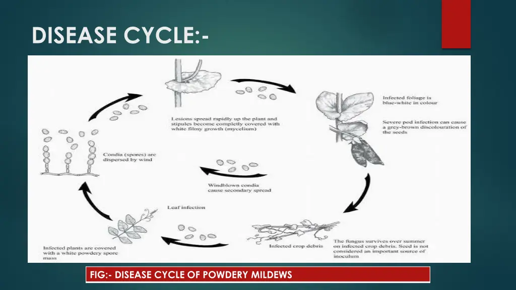disease cycle