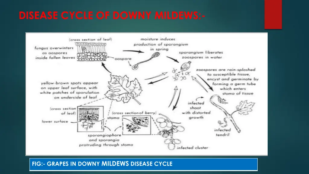 disease cycle of downy mildews