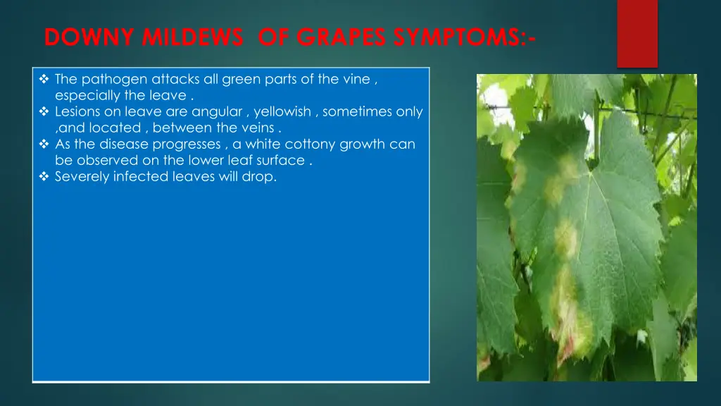 downy mildews of grapes symptoms