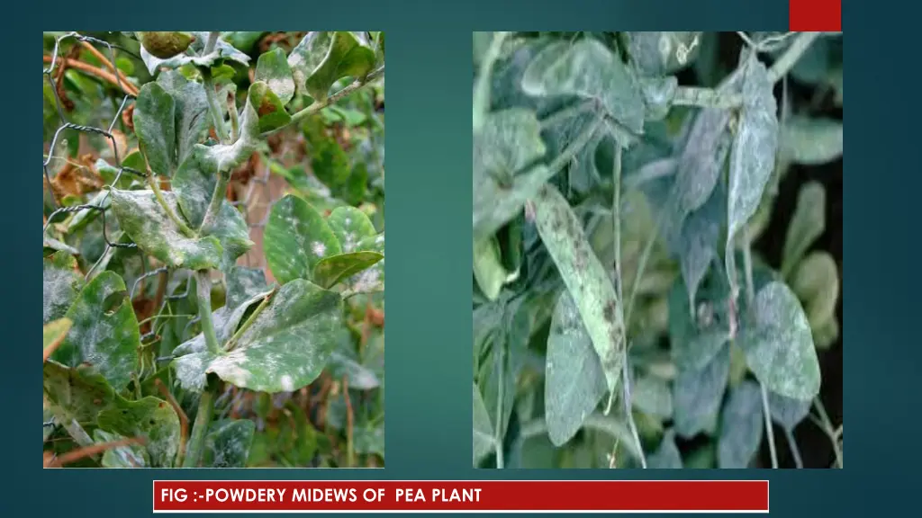 fig powdery midews of pea plant