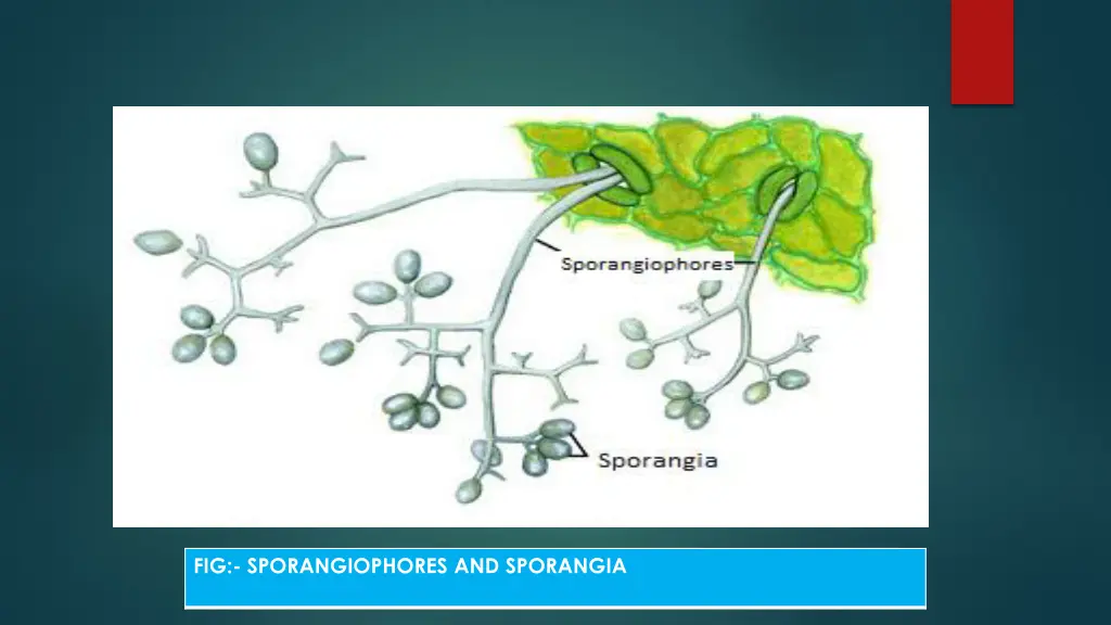 fig sporangiophores and sporangia