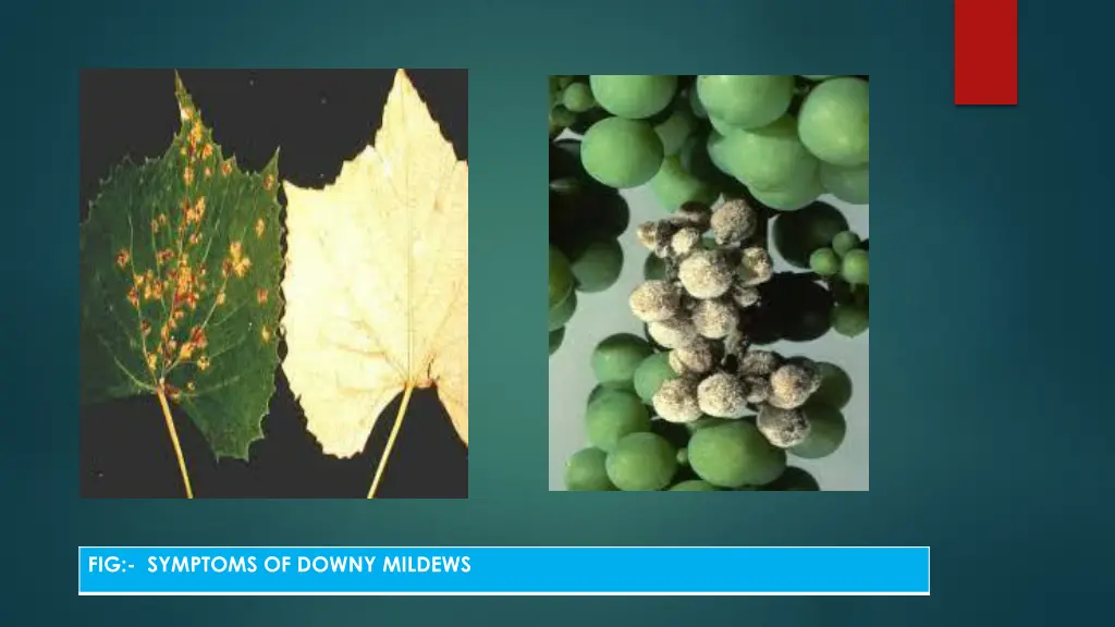 fig symptoms of downy mildews