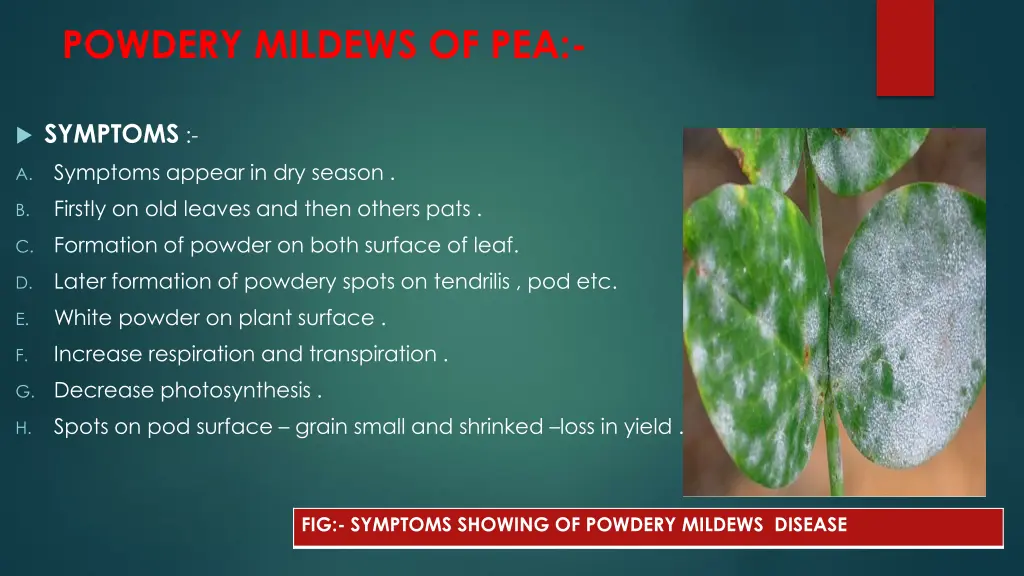 powdery mildews of pea