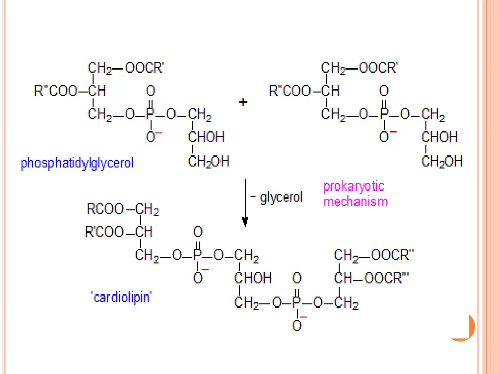 slide24