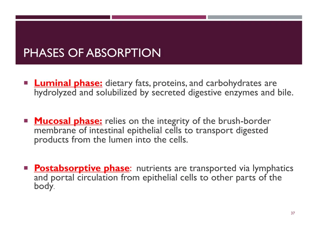 phases of absorption