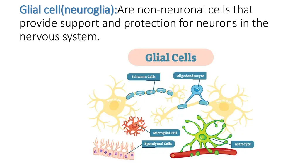 glial cell neuroglia glial cell neuroglia