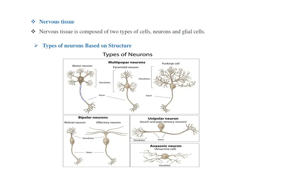 nervous tissue