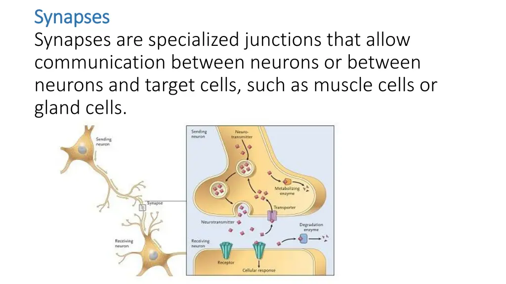 synapses synapses synapses are specialized