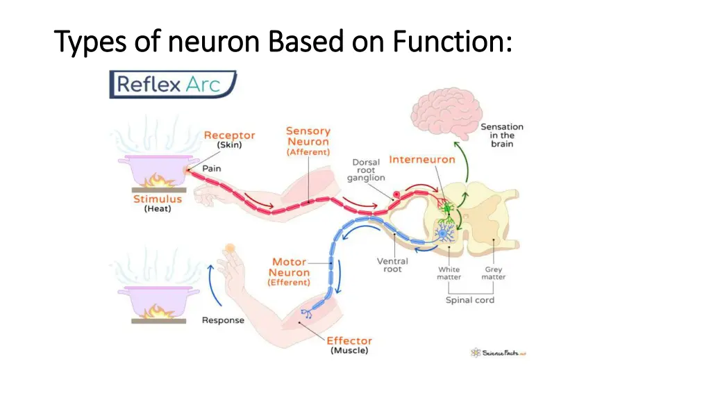types of neuron based on function types of neuron