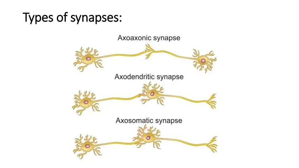 types of synapses types of synapses
