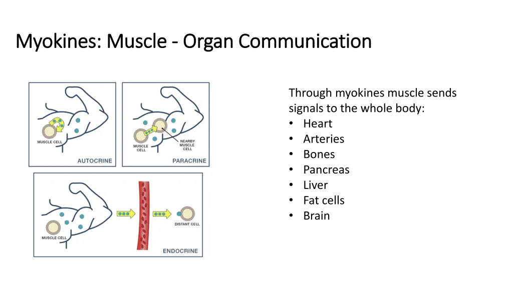 myokines muscle myokines muscle organ