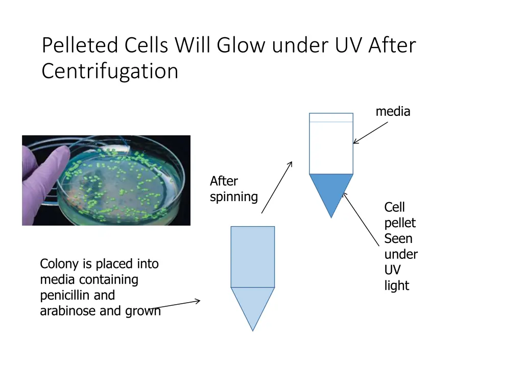 pelleted cells will glow under uv after