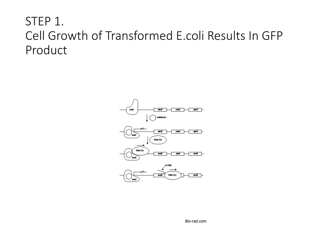 step 1 cell growth of transformed e coli results
